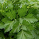 Петрушка листовая Пионе 