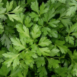 Пионе семена петрушки листовой ранней (Enza Zaden)