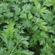 Петрушка листовая Топит