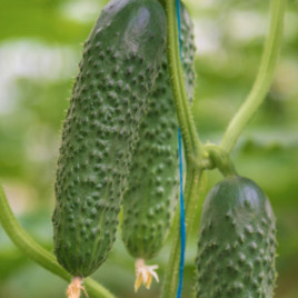 Огірок Ірленд F1 