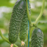 Огірок Ірленд F1 