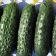 Ирленд F1 семена огурца корнишона партенокарп. раннего (Enza Zaden)