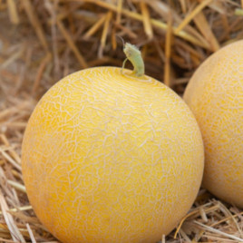 Дыня E25G00709 F1