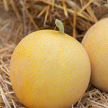 Диня E25G00709 F1