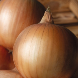 Элси F1 семена лука репчатого раннего 90-95 дн. желтого (Enza Zaden)