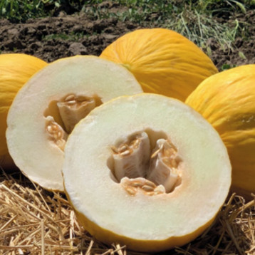 Дыня Амбарино F1 Organic