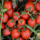 1015 F1 семена томата дет. раннего 95 дн. слив. 90-100 гр. красный (Heinz/Lark Seeds)