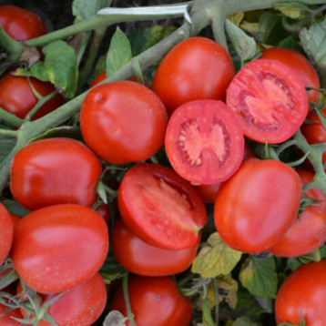 1015 F1 семена томата дет. раннего 95 дн. слив. 90-100 гр. красный (Heinz/Lark Seeds)