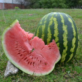 Кавун АУ Продюсер 