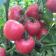 Томат Пінк Світнес F1