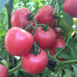Томат Пінк Світнес F1