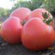 Томат Пінк Світнес F1