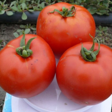1504 F1 семена томата дет. среднеранн. 220-280 гр. (Lark Seeds)