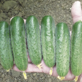 Стингер F1 семена огурца партенокарп. (Lark Seeds)