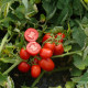3402 F1 семена томата дет. среднераннего 110-115 дн. слив. 90-95 гр. красный (Spark Seeds)
