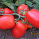 3402 F1 семена томата дет. среднераннего 110-115 дн. слив. 90-95 гр. красный (Spark Seeds)