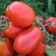 3402 F1 семена томата дет. среднераннего 110-115 дн. слив. 90-95 гр. красный (Spark Seeds)