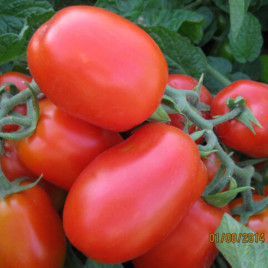 3402 F1 семена томата дет. среднераннего 110-115 дн. слив. 90-95 гр. красный (Spark Seeds)