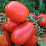 3402 F1 семена томата дет. среднераннего 110-115 дн. слив. 90-95 гр. красный (Spark Seeds)