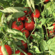 Шаста F1 семена томата дет. ультрараннего 85-90 дн. окр. 65-70 гр. красный (Spark Seeds)