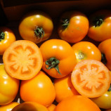 Свит Сан F1 семена томата дет. раннего. 220 гр. зол. (Lark Seeds)