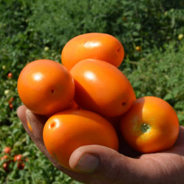 Томат Оранж Плам F1