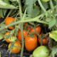 Томат Оранж Плам F1