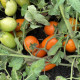 Томат Оранж Плам F1