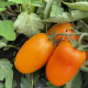 Томат Оранж Плам F1