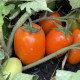 Оранж Плам F1 семена томата дет. раннего 100 дн. слив. 100-120 гр. оранжевого (Spark Seeds)