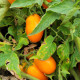 Оранж Плам F1 семена томата дет. раннего 100 дн. слив. 100-120 гр. оранжевого (Spark Seeds)