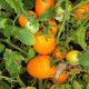 Оранж Плам F1 семена томата дет. раннего 100 дн. слив. 100-120 гр. оранжевого (Spark Seeds)