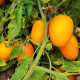 Оранж Плам F1 семена томата дет. раннего 100 дн. слив. 100-120 гр. оранжевого (Spark Seeds)