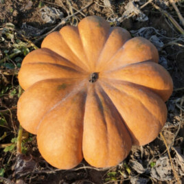 Вест семена тыквы крупноплодной средней до 15 кг (Spark Seeds)