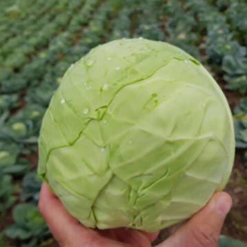 Капитал F1 семена капусты б/к ранней (калибр.) (Lark Seeds)