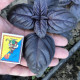 Виолет Кинг (Вайлет Кинг) семена базилика фиолетового (Spark Seeds)