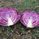 Ред клас F1 насіння капусти червонокачанної середньоранньої 80-85дн 2,5 кг окр.-прип. (Lark Seeds)