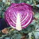 Ред клас F1 насіння капусти червонокачанної середньоранньої 80-85дн 2,5 кг окр.-прип. (Lark Seeds)