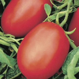 Рио Фуего семена томата дет. (Lark Seeds)