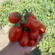 Харди F1 семена томата дет. раннего 95-100 дн. перцев. 80-95 гр. красный (Spark Seeds)