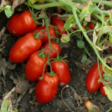 Харди F1 семена томата дет. раннего 95-100 дн. перцев. 80-95 гр. красный (Spark Seeds)