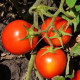 1855 F1 семена томата дет. ультрараннего 80 дн. 50-70 гр. красный (Spark Seeds)