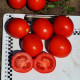 1855 F1 семена томата дет. ультрараннего 80 дн. 50-70 гр. красный (Spark Seeds)