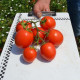 1855 F1 семена томата дет. ультрараннего 80 дн. 50-70 гр. красный (Spark Seeds)
