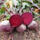 Марун F1 семена свеклы столовой среднеранней 55-60 дн. окр. (Spark Seeds)