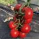 Блейз F1 (1617 F1) семена томата индет. кокт. раннего 90-95 дн. окр. 40-45 гр. красный (Spark Seeds) ОЖИДАЕТСЯ