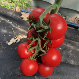 Томат Блейз F1