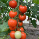 Блейз F1 (1617 F1) семена томата индет. кокт. раннего 90-95 дн. окр. 40-45 гр. красный (Spark Seeds) ОЖИДАЕТСЯ