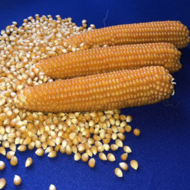 Кукурудза Естрелла F1 