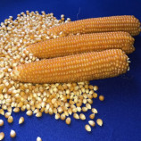 Кукурудза Естрелла F1 